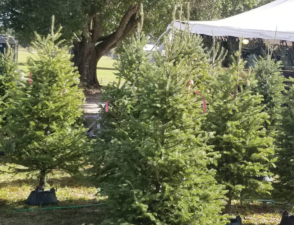 real evergreen christmas tree