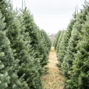 buy real christmas tree online